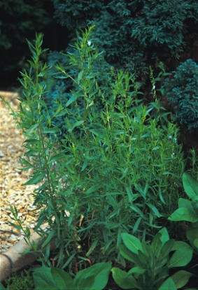 Picture of Russian Tarragon